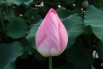 090607 (31) - lotus flower closed close-up